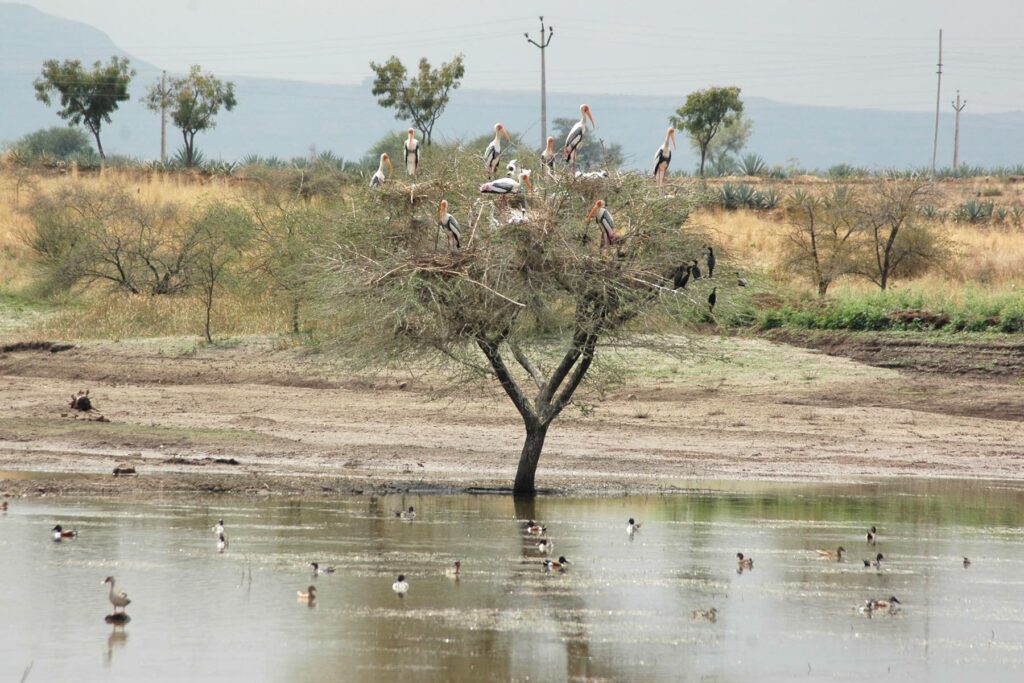 Painted stork and other birds in the lake